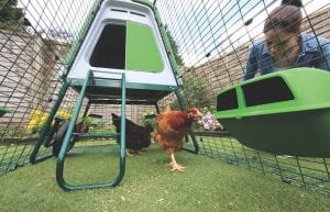 CREATE YOUR OWN EGG SUPPLY